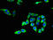Claudin 20 antibody, LS-C396151, Lifespan Biosciences, Immunofluorescence image 
