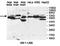 Plexin domain-containing protein 2 antibody, orb78330, Biorbyt, Western Blot image 