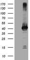 Crystallin Zeta Like 1 antibody, TA504607, Origene, Western Blot image 