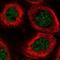 GINS Complex Subunit 3 antibody, PA5-59484, Invitrogen Antibodies, Immunofluorescence image 
