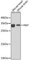 Nerve Growth Factor antibody, 15-433, ProSci, Western Blot image 