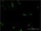 Homeobox protein CDX-4 antibody, H00001046-M12, Novus Biologicals, Immunocytochemistry image 