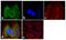 PCNA antibody, 13-3900, Invitrogen Antibodies, Immunofluorescence image 