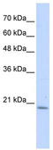 Prefoldin subunit 6 antibody, TA340180, Origene, Western Blot image 