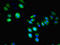 Leukocyte Immunoglobulin Like Receptor A4 antibody, LS-C376023, Lifespan Biosciences, Immunofluorescence image 