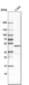 Chromobox 8 antibody, HPA031462, Atlas Antibodies, Western Blot image 