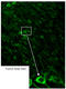 Arginine Vasopressin Receptor 1B antibody, ADI-905-750-100, Enzo Life Sciences, Immunohistochemistry frozen image 