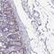 Neutrophil cytosol factor 1 antibody, NBP2-33638, Novus Biologicals, Immunohistochemistry frozen image 