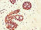 GRAM Domain Containing 4 antibody, CSB-PA764225LA01HU, Cusabio, Immunohistochemistry paraffin image 