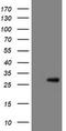 RNA Binding Protein, MRNA Processing Factor antibody, TA505082AM, Origene, Western Blot image 