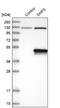 Deoxyhypusine synthase antibody, NBP1-82649, Novus Biologicals, Western Blot image 