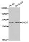 SBDS Ribosome Maturation Factor antibody, LS-C334358, Lifespan Biosciences, Western Blot image 