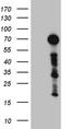 ZFP37 Zinc Finger Protein antibody, TA810229S, Origene, Western Blot image 