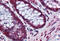 Bcrp1 antibody, MBS246217, MyBioSource, Immunohistochemistry frozen image 