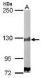 Damage Specific DNA Binding Protein 1 antibody, TA308812, Origene, Western Blot image 