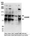 ADAM Metallopeptidase Domain 9 antibody, A304-382A, Bethyl Labs, Western Blot image 