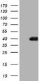 P antigen family member 1 antibody, TA805801, Origene, Western Blot image 