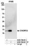 Chromosome 19 Open Reading Frame 33 antibody, A305-740A-M, Bethyl Labs, Immunoprecipitation image 