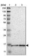 Cytochrome C Oxidase Assembly Factor 1 Homolog antibody, PA5-52881, Invitrogen Antibodies, Western Blot image 