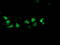 Destrin, Actin Depolymerizing Factor antibody, LS-C785824, Lifespan Biosciences, Immunofluorescence image 