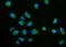 ECSIT Signalling Integrator antibody, A07966-3, Boster Biological Technology, Immunofluorescence image 