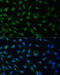 NUP214 antibody, 23-530, ProSci, Immunofluorescence image 