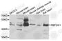 RNA Binding Fox-1 Homolog 1 antibody, A7811, ABclonal Technology, Western Blot image 