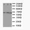 Sftpa antibody, orb27656, Biorbyt, Western Blot image 