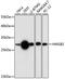 High Mobility Group Box 2 antibody, 16-927, ProSci, Western Blot image 