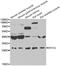Myogenin antibody, abx005110, Abbexa, Western Blot image 