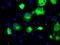 Proprotein convertase subtilisin/kexin type 7 antibody, TA500628, Origene, Immunofluorescence image 