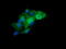 Leucine Zipper And CTNNBIP1 Domain Containing antibody, LS-C787939, Lifespan Biosciences, Immunofluorescence image 