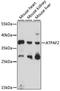 ATP Synthase Mitochondrial F1 Complex Assembly Factor 2 antibody, 16-325, ProSci, Western Blot image 