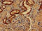 Paralemmin antibody, CSB-PA017413HA01HU, Cusabio, Immunohistochemistry frozen image 