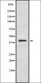 Probable G-protein coupled receptor 37 antibody, orb335552, Biorbyt, Western Blot image 