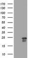 Visinin Like 1 antibody, TA802258S, Origene, Western Blot image 