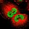 Cyclin T1 antibody, HPA004892, Atlas Antibodies, Immunocytochemistry image 