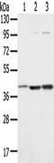 Syntaxin 18 antibody, TA350473, Origene, Western Blot image 