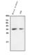 Claudin 16 antibody, A06659-1, Boster Biological Technology, Western Blot image 