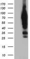 Neurolysin antibody, TA504180S, Origene, Western Blot image 