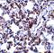 B Cell Receptor Associated Protein 31 antibody, GTX31725, GeneTex, Immunohistochemistry paraffin image 