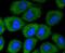 AKAP14 antibody, NBP2-67620, Novus Biologicals, Immunocytochemistry image 