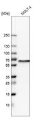 WD Repeat Domain 1 antibody, HPA036434, Atlas Antibodies, Western Blot image 