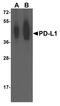 PD-L1 antibody, TA355066, Origene, Western Blot image 