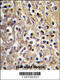 Cyp19 antibody, 63-003, ProSci, Immunofluorescence image 