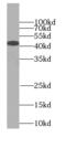SIR2 antibody, FNab07880, FineTest, Western Blot image 