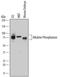 Alkaline Phosphatase, Biomineralization Associated antibody, PA5-47419, Invitrogen Antibodies, Western Blot image 