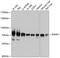 B Cell Scaffold Protein With Ankyrin Repeats 1 antibody, GTX64930, GeneTex, Western Blot image 