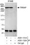 Transformation/Transcription Domain Associated Protein antibody, A301-131A, Bethyl Labs, Immunoprecipitation image 