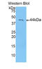 Calmodulin antibody, LS-C299231, Lifespan Biosciences, Western Blot image 